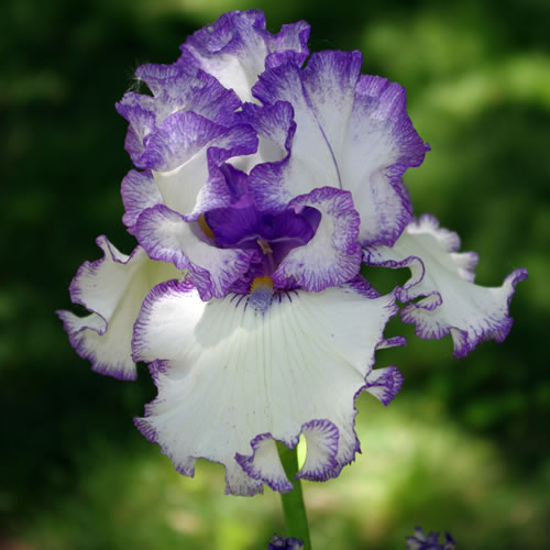 Iris germanica Freedom Song